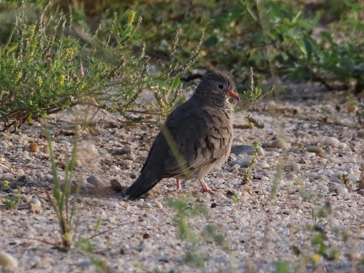 Common Ground Dove - ML479670401