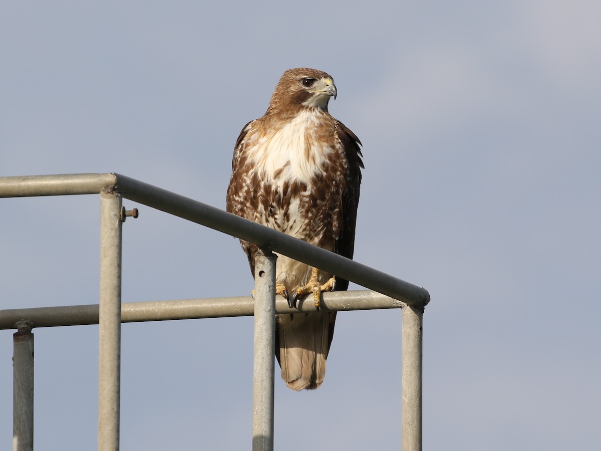 Red-tailed Hawk - Steve Calver