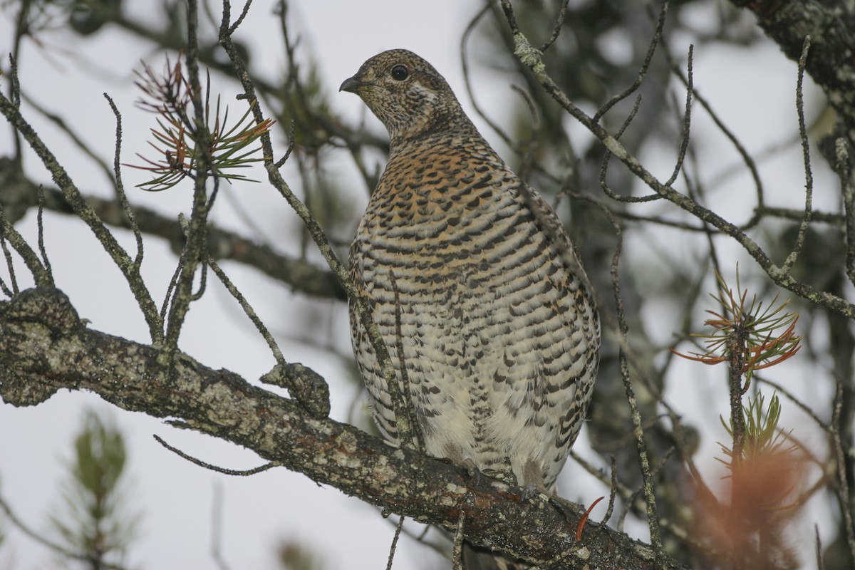 Spruce Grouse - ML479671131