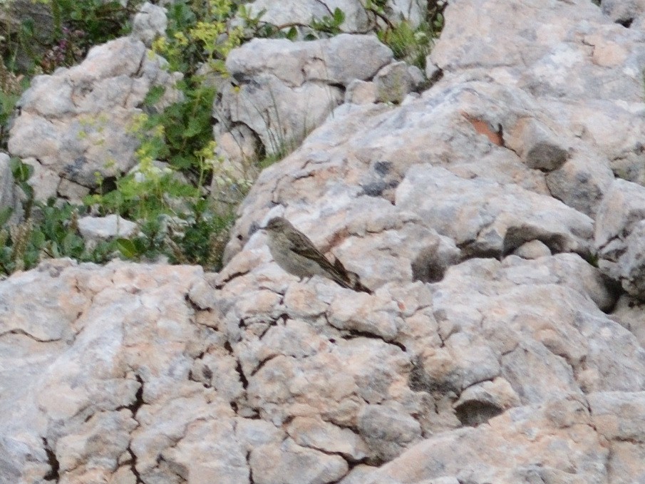 Water Pipit (Caucasian) - ML479671981