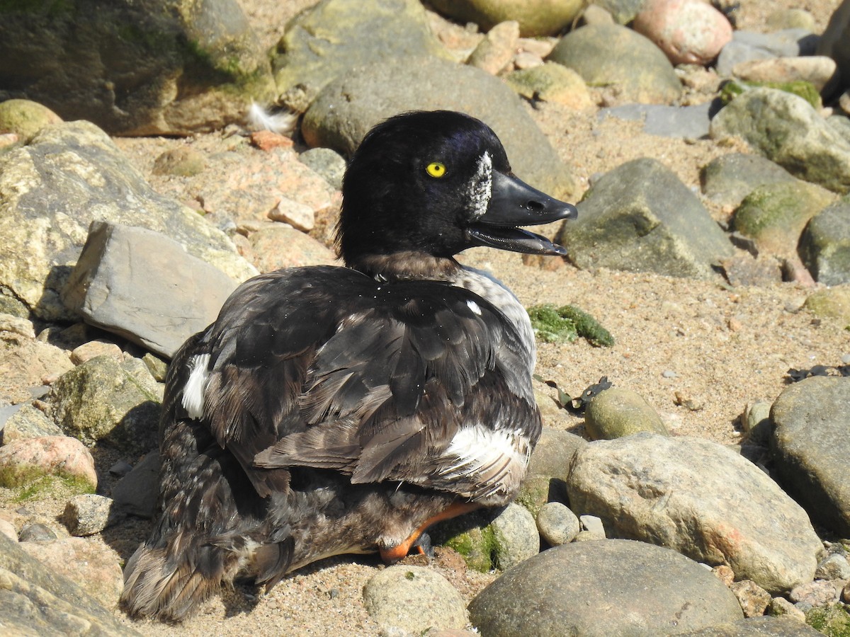 Barrow's Goldeneye - Jean-Serge Vincent