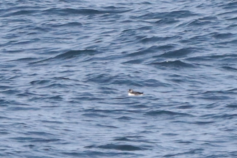 Atlantic Puffin - ML479672261
