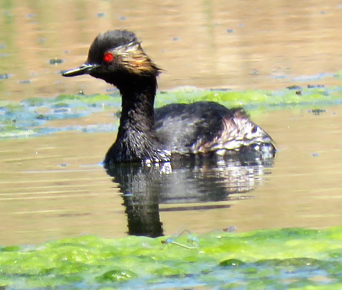 Eared Grebe - ML479672331