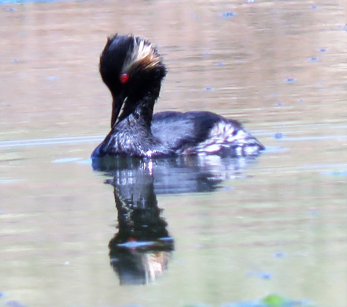 Eared Grebe - ML479672351