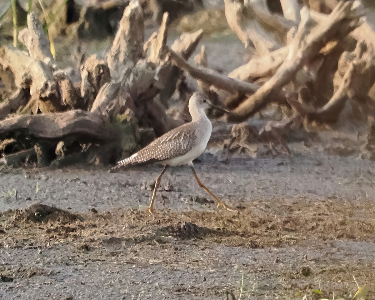 Lesser Yellowlegs - ML479672481