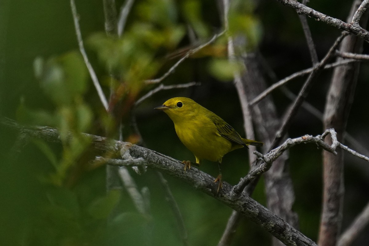 Yellow Warbler - Tina Randell 🐦