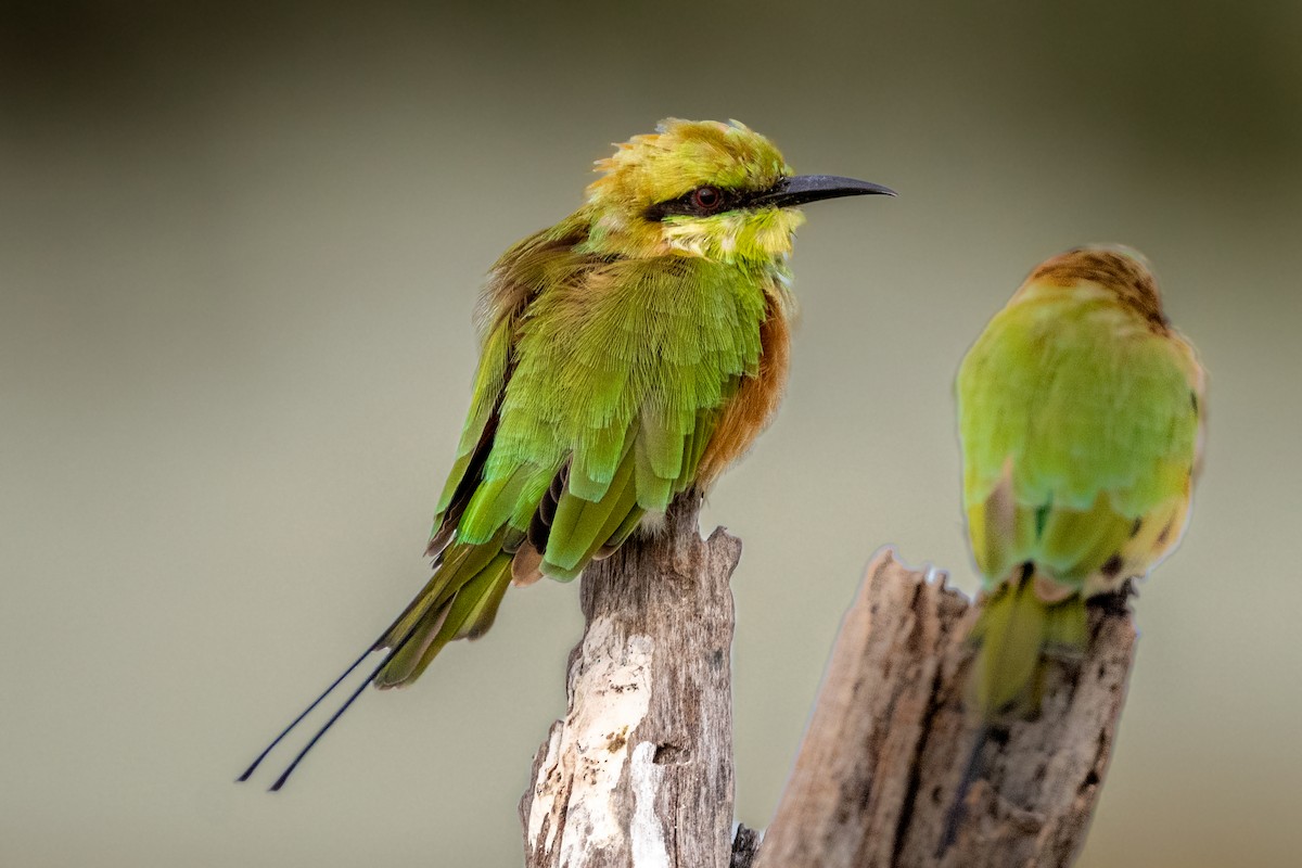 Asian Green Bee-eater - Vivek Saggar