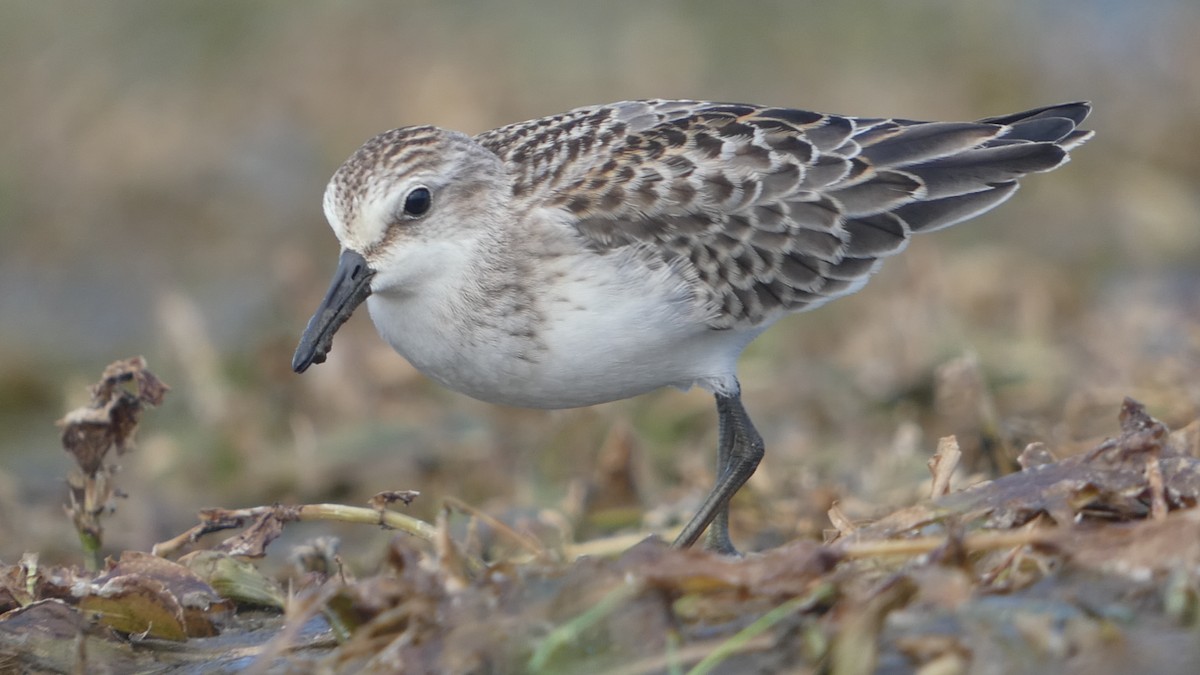 Semipalmated Sandpiper - ML479674221