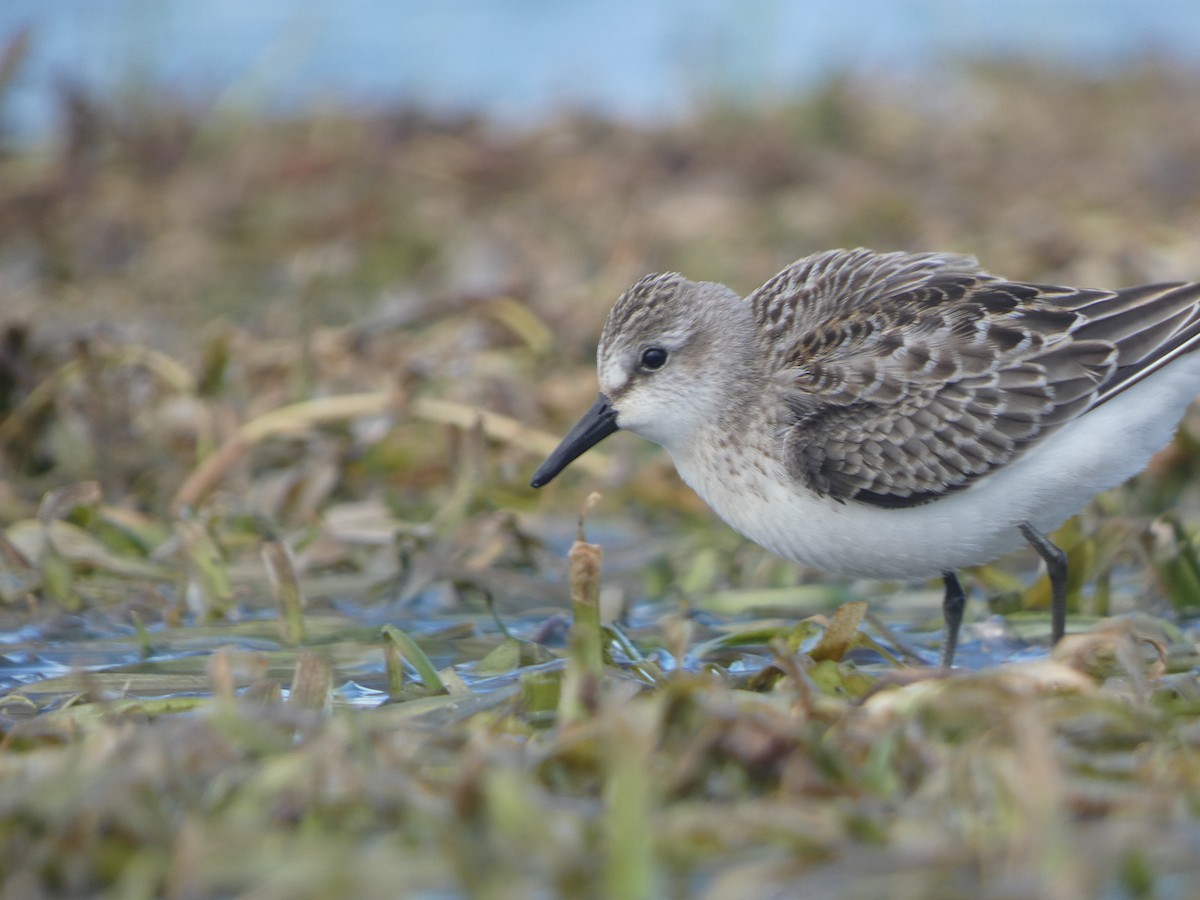 Semipalmated Sandpiper - ML479674231