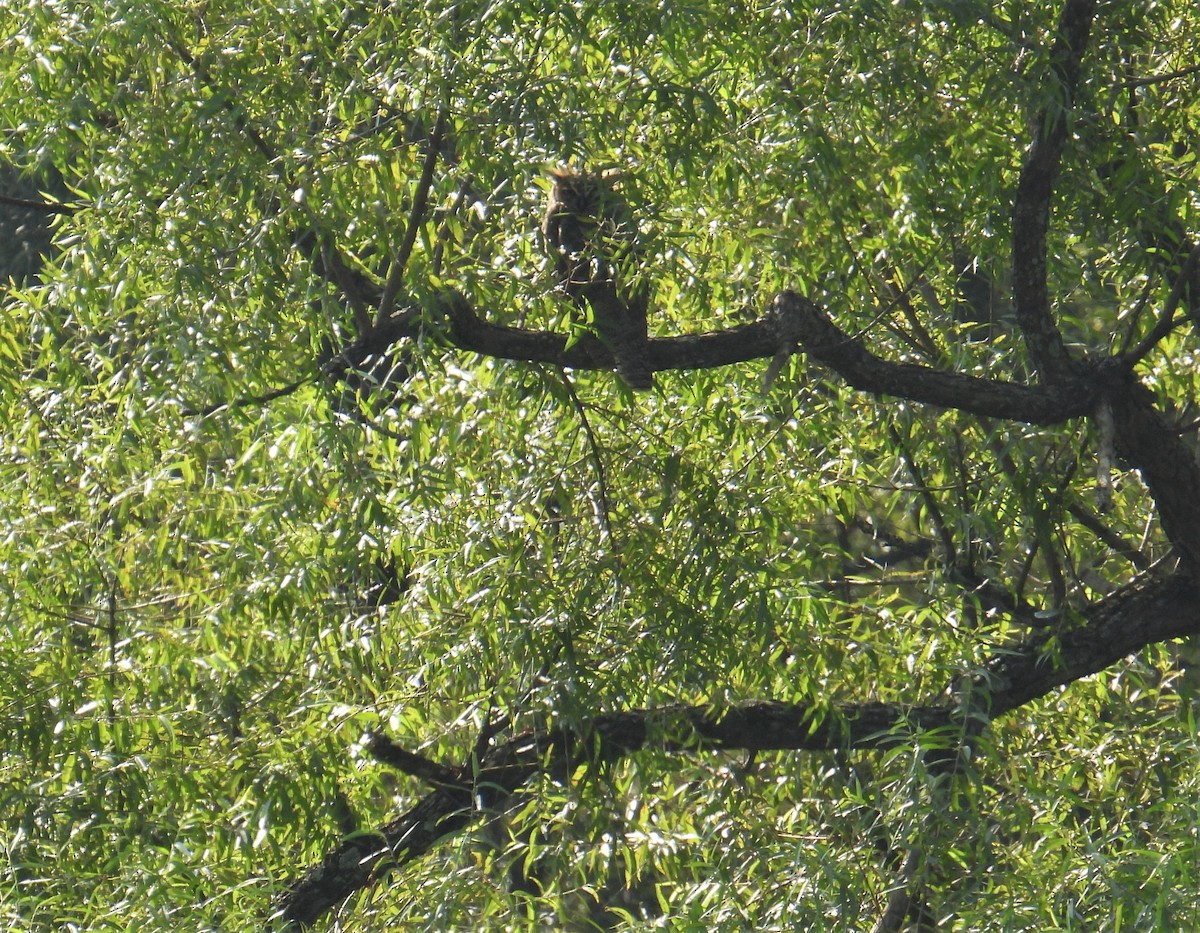 Great Horned Owl - ML479674331