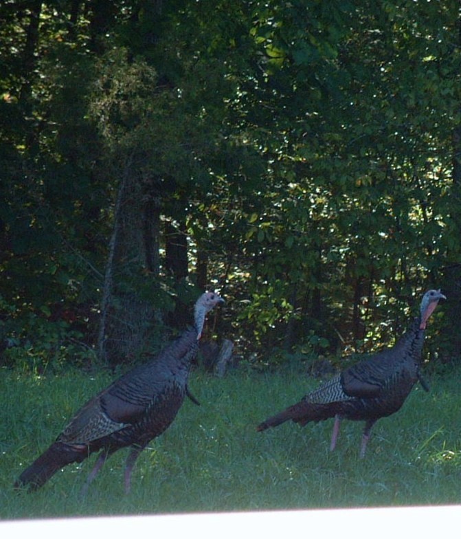 Wild Turkey - ML479674961