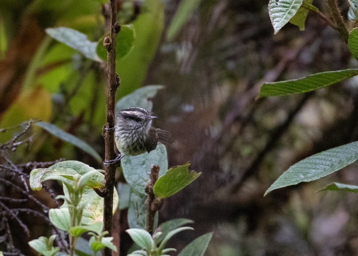 Agile Tit-Tyrant - ML479675461