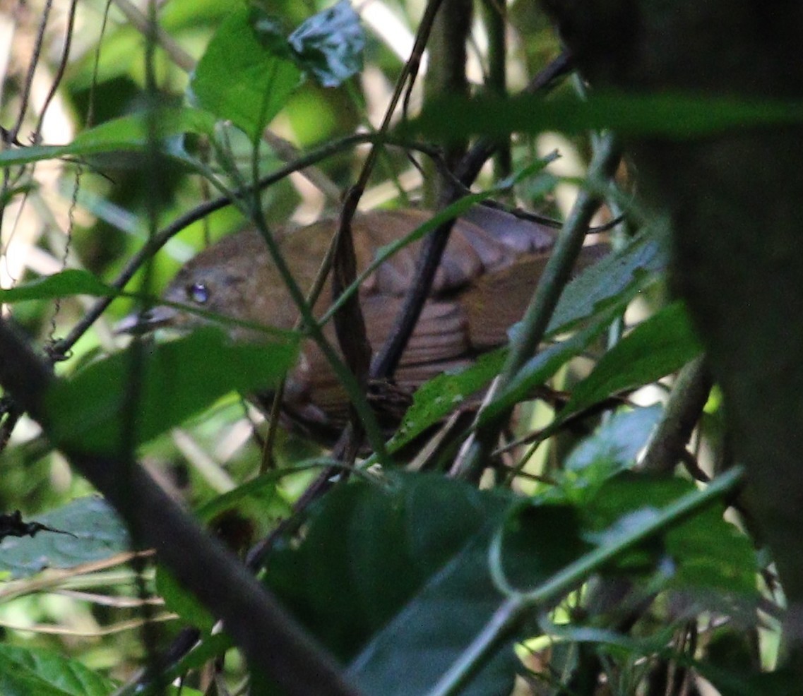 Scaly-breasted Illadopsis - ML479675571