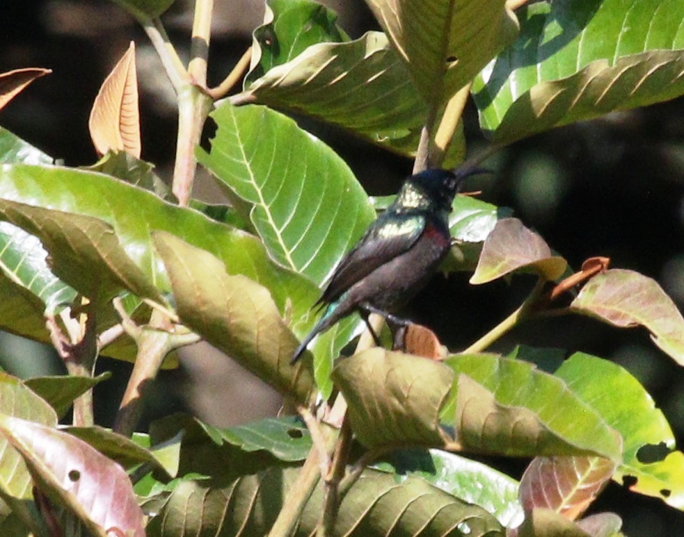 Orange-tufted Sunbird - ML479675691