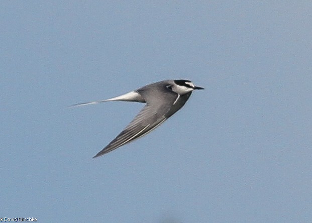 Aleutian Tern - ML479676031