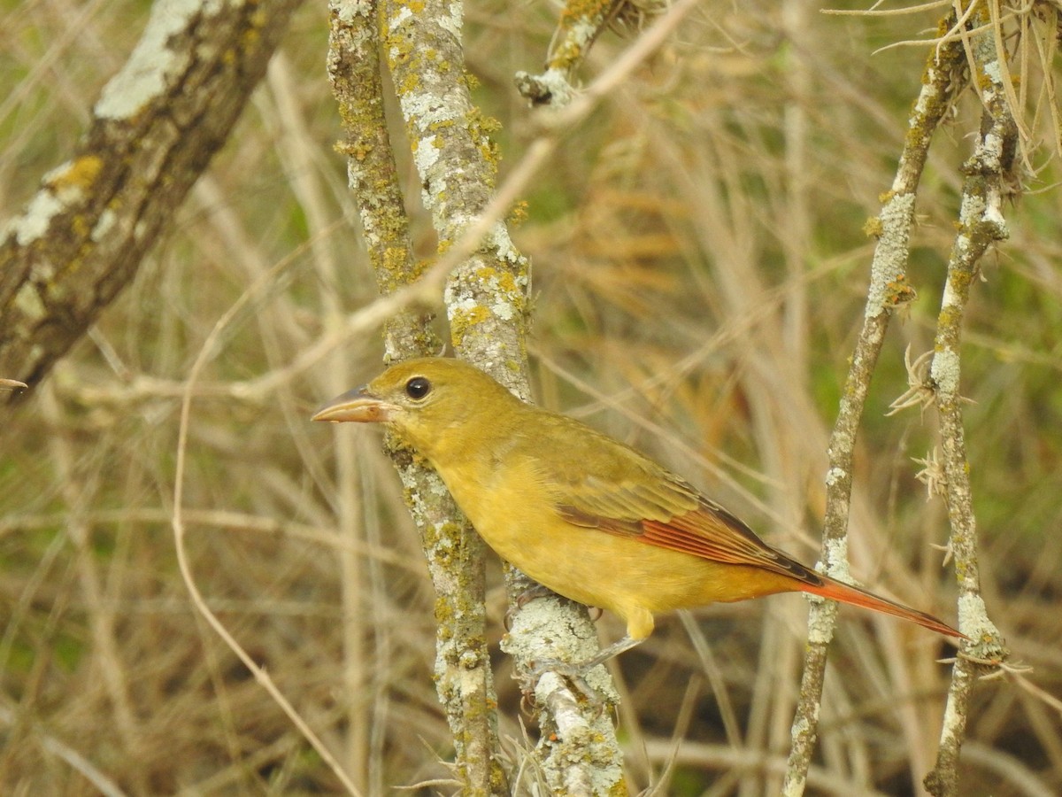 Summer Tanager - ML479676331