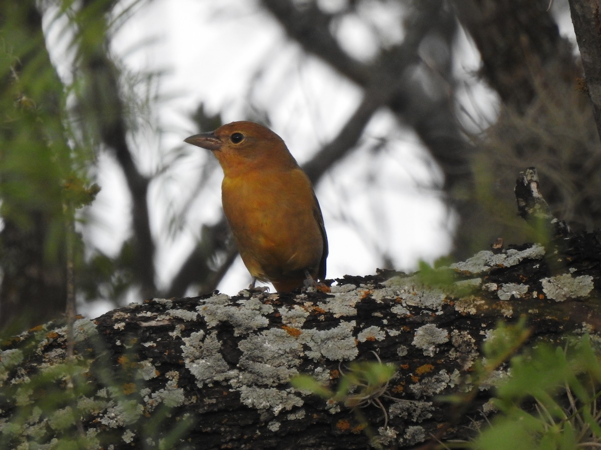Summer Tanager - Holly Perry