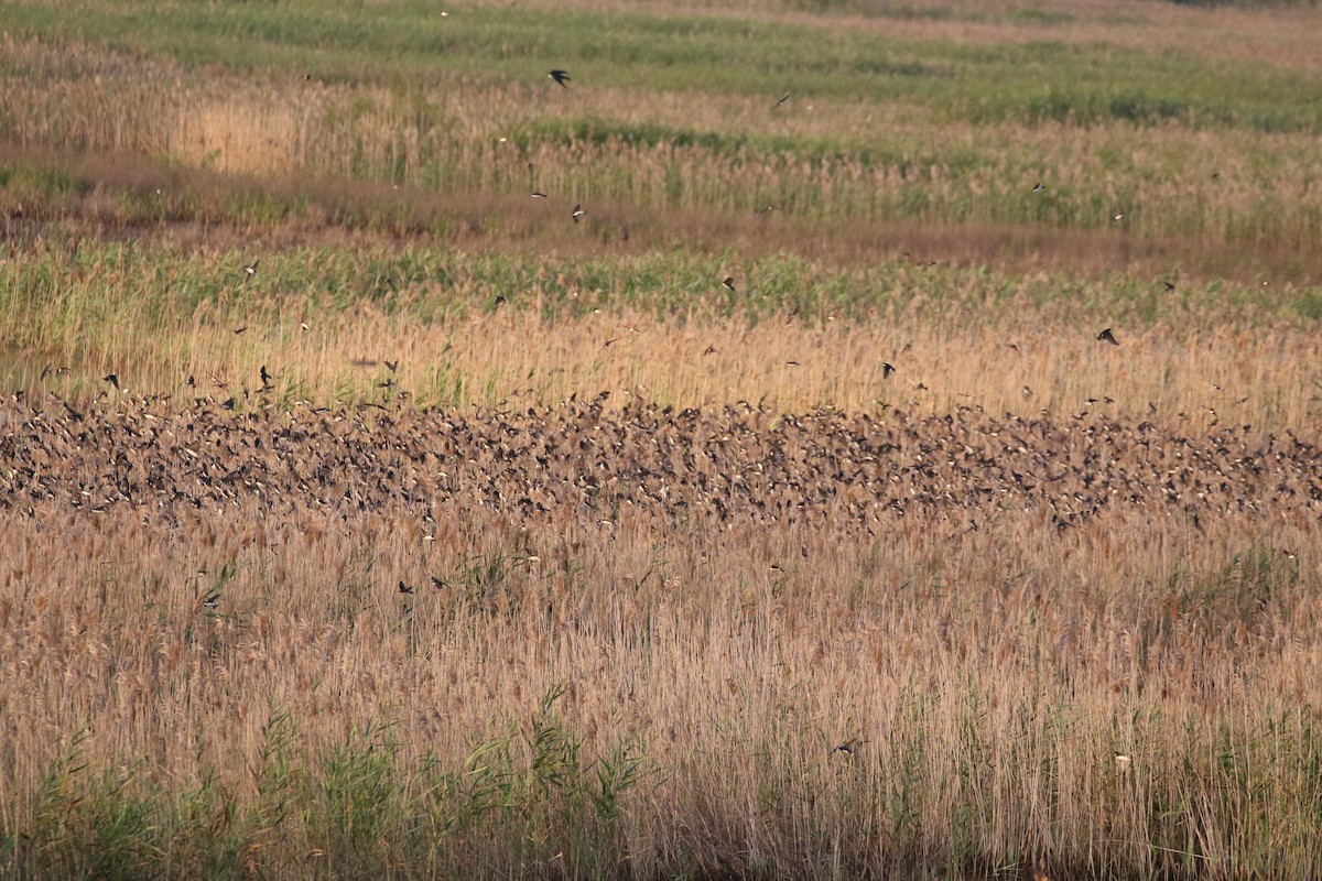 Tree Swallow - ML479676491