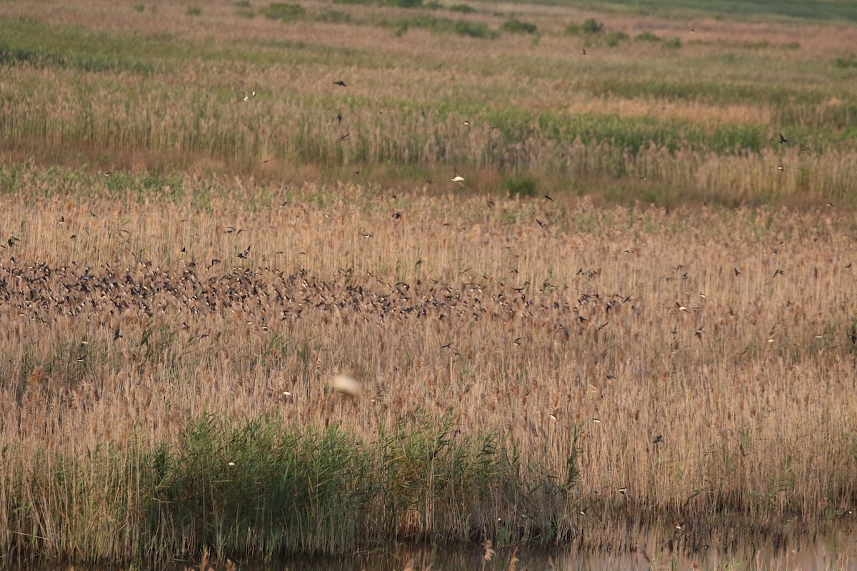 Tree Swallow - ML479676621