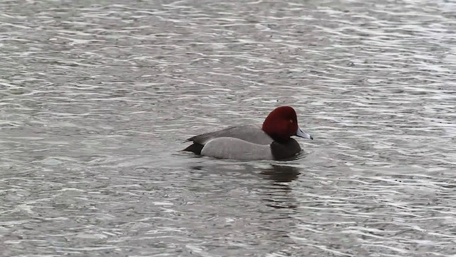 Redhead - ML479677