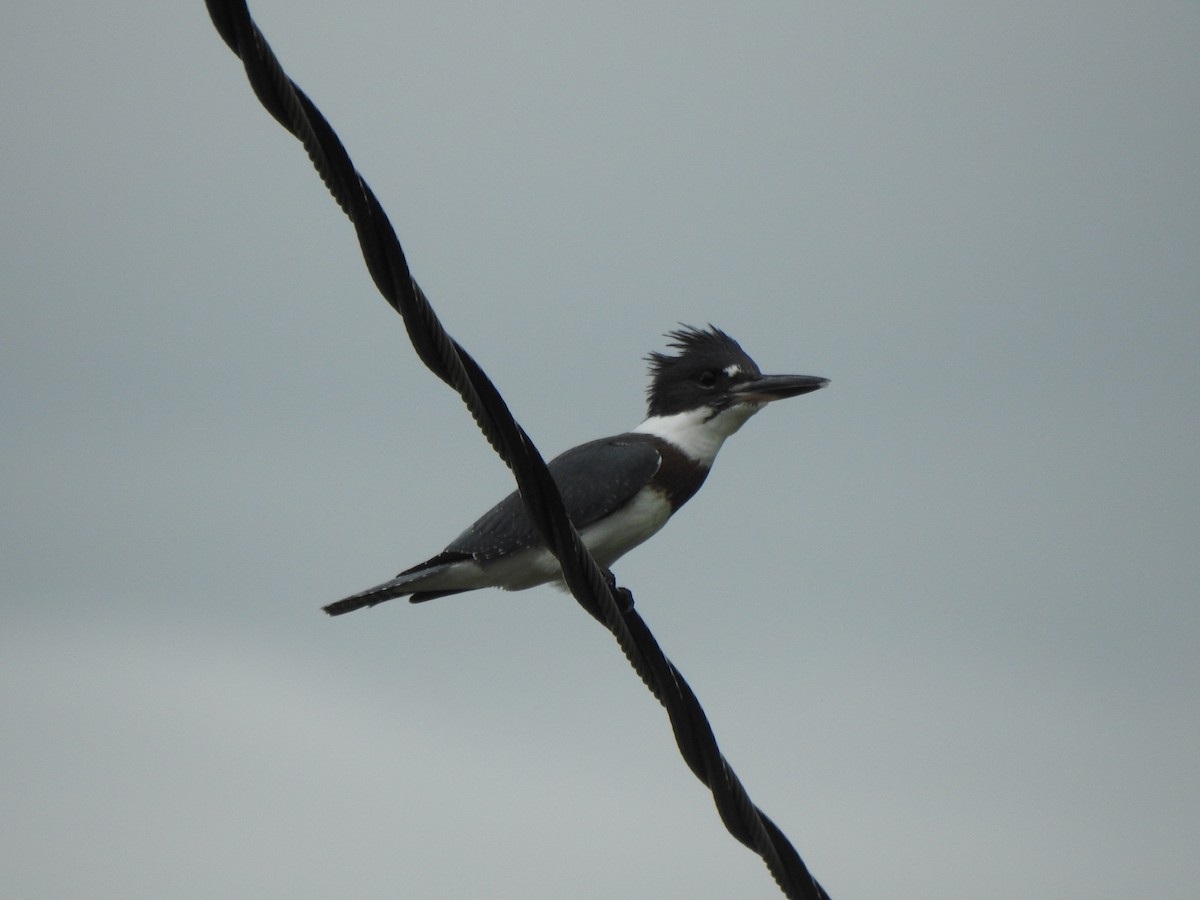 Belted Kingfisher - ML479678111