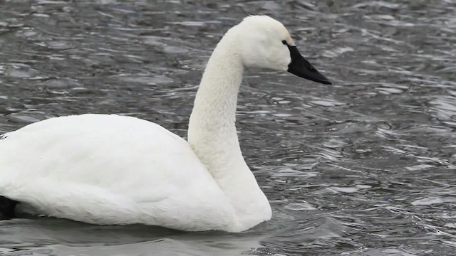 labuť malá (ssp. columbianus) - ML479679