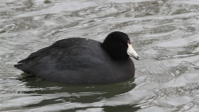 American Coot (Red-shielded) - ML479681