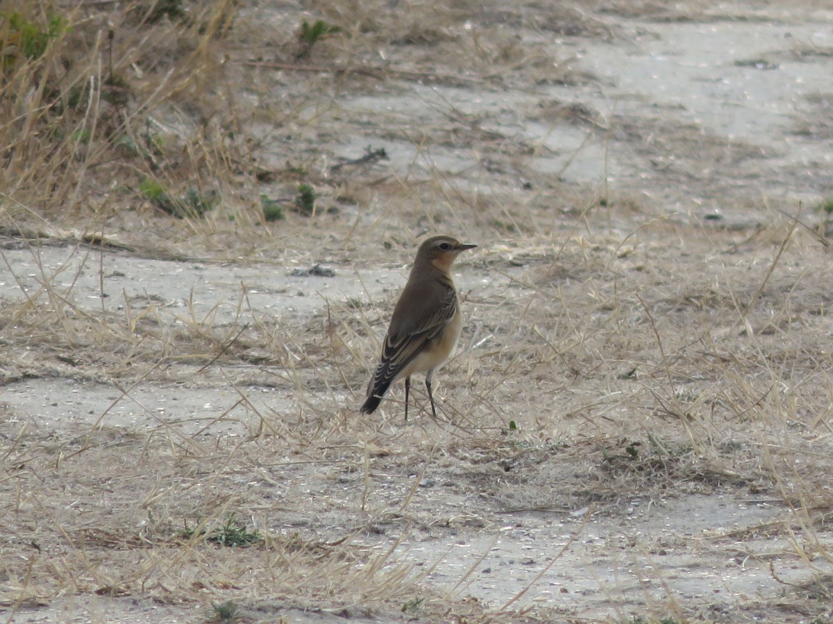 Northern Wheatear - Guillaume Normand