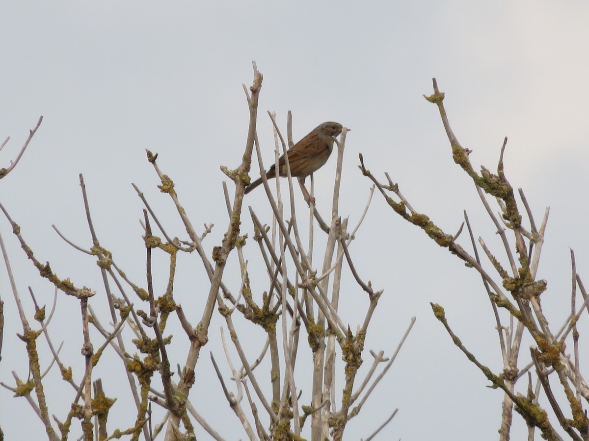 Dunnock - Guillaume Normand