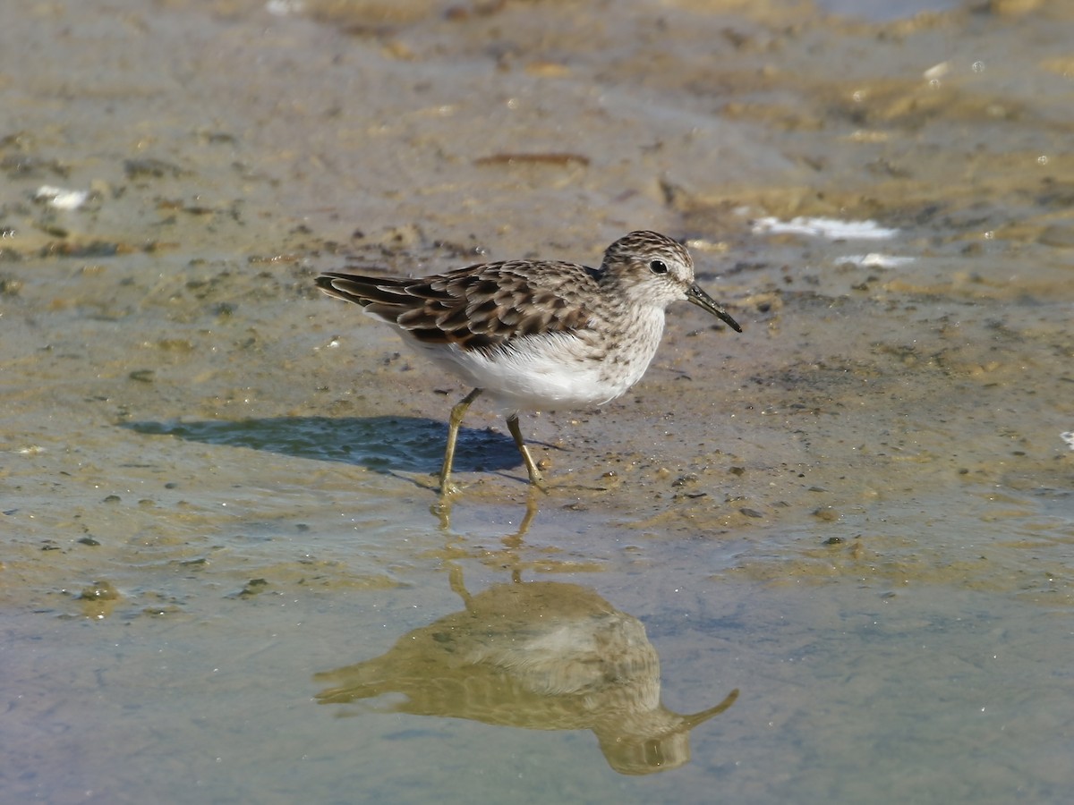 Least Sandpiper - Steve Calver