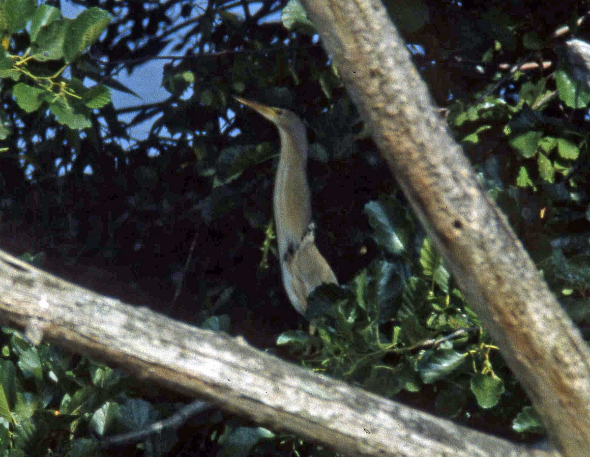 Little Bittern - ML47968281