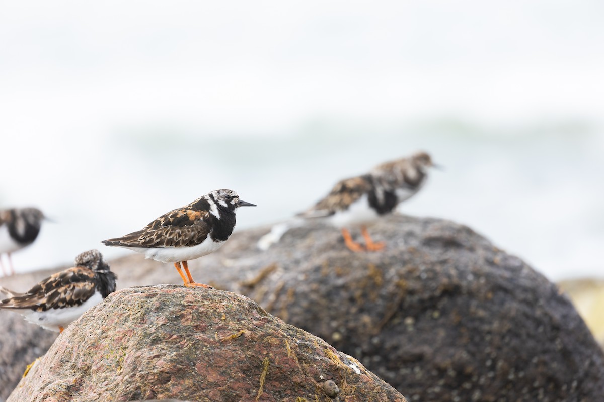 Ruddy Turnstone - ML479683051