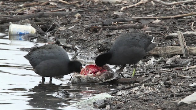 American Coot (Red-shielded) - ML479686