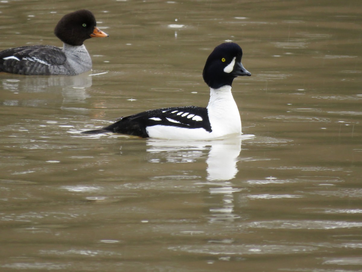 Barrow's Goldeneye - Jane Thompson