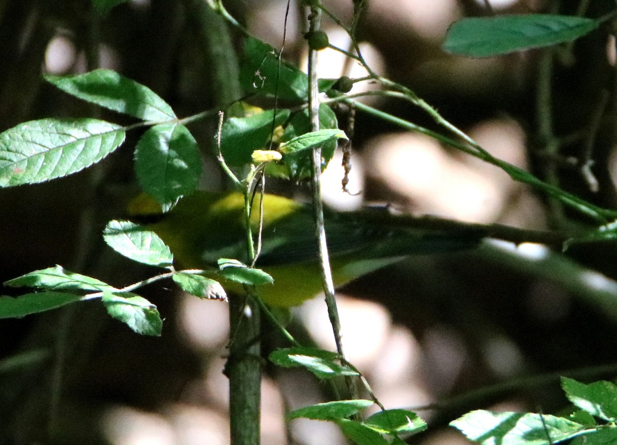 Blue-winged Warbler - ML479686681