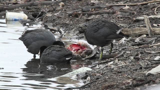 American Coot (Red-shielded) - ML479687