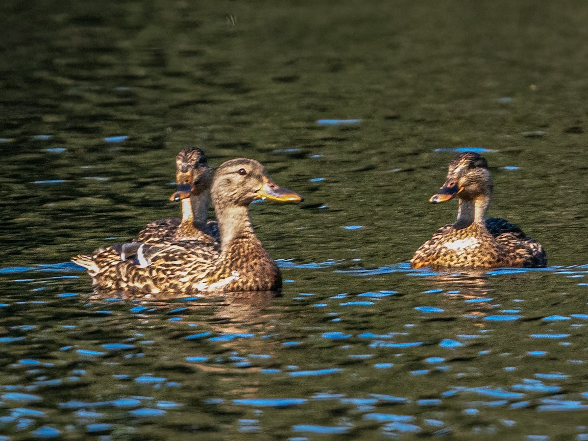 Mallard - Clark Johnson