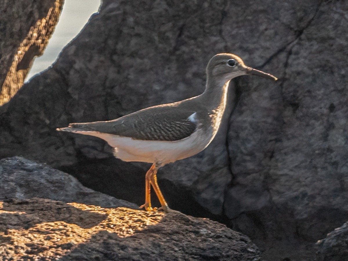 Spotted Sandpiper - ML479688581