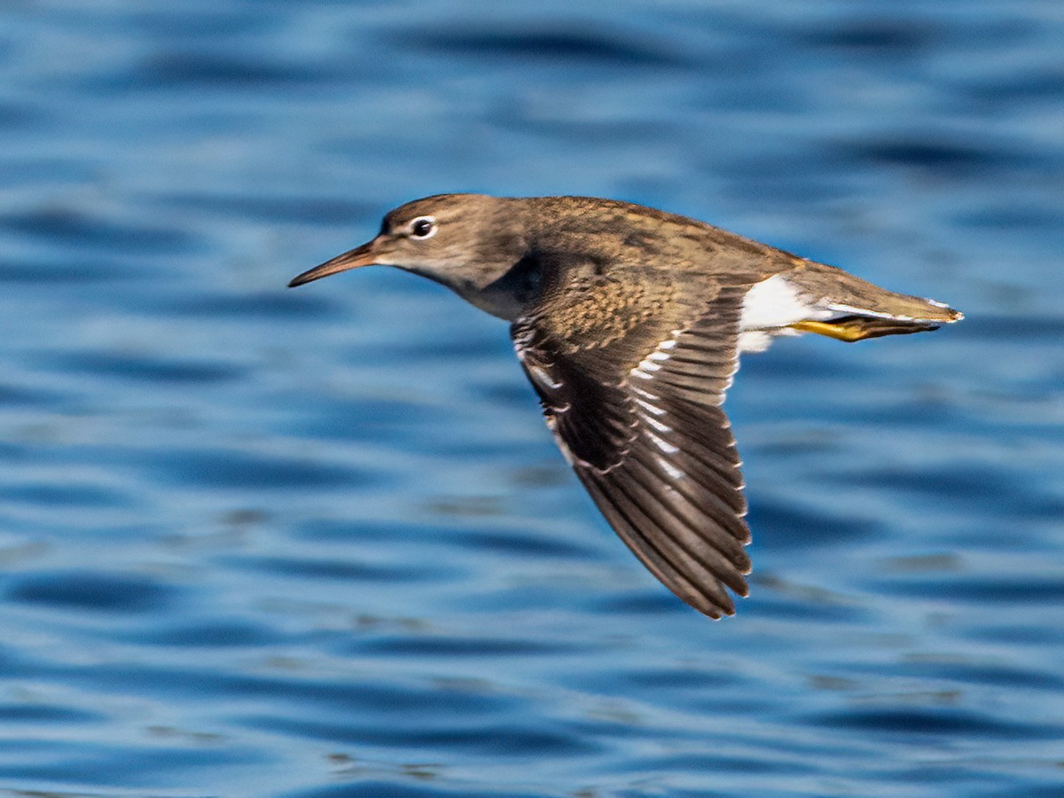 Spotted Sandpiper - ML479688591