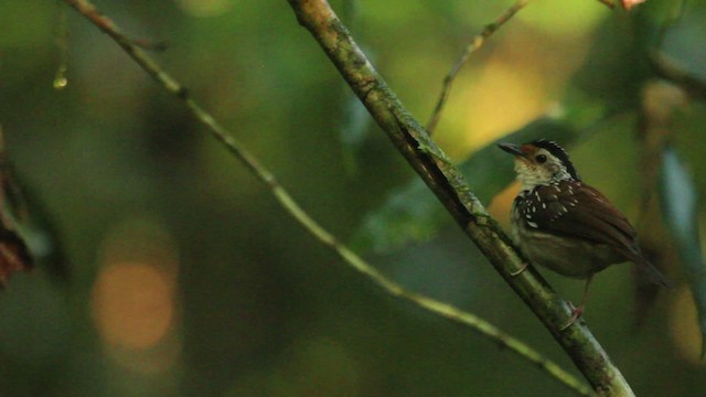 Striped Wren-Babbler - ML479689