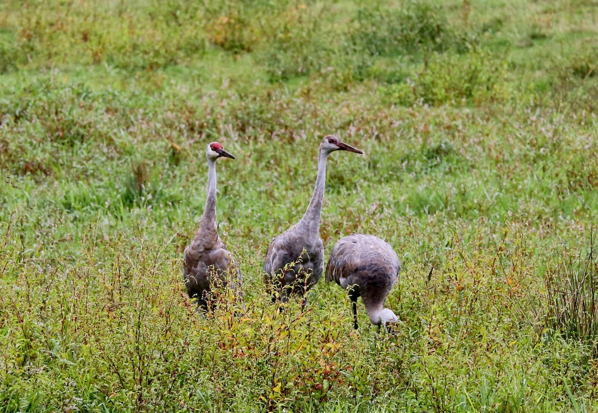 Sandhill Crane - ML479689691