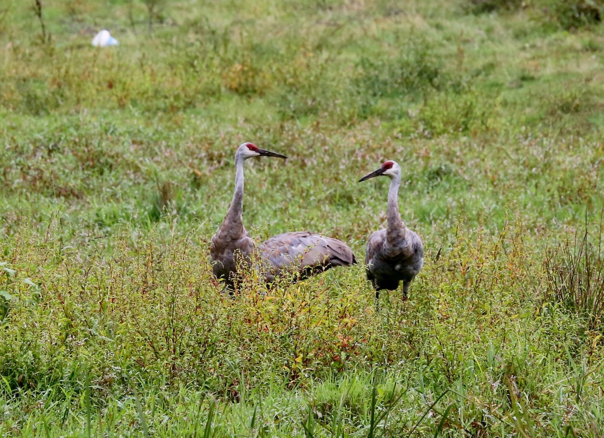 Sandhill Crane - ML479689701