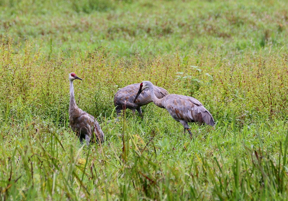 Sandhill Crane - ML479689711