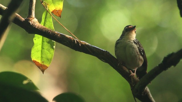 Striped Wren-Babbler - ML479690