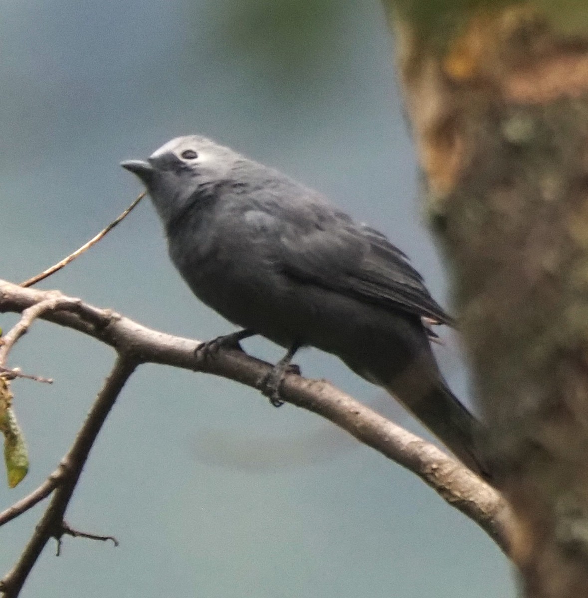 Gray Cuckooshrike - ML479690071