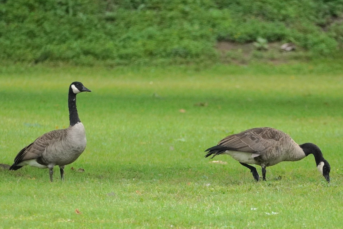 Canada Goose - ML479690661