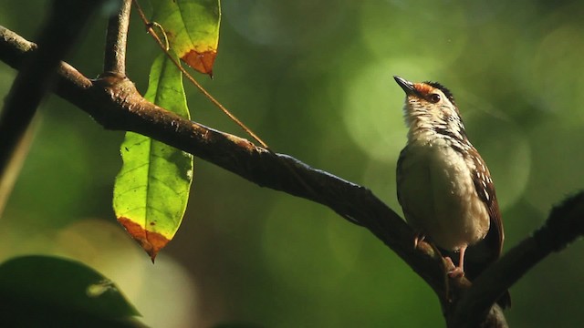 Striped Wren-Babbler - ML479691