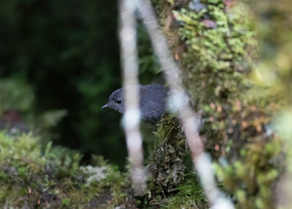 Pale-bellied Tapaculo - ML479691631