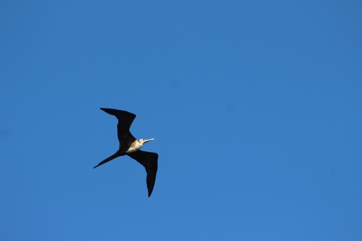 Magnificent Frigatebird - ML479692551