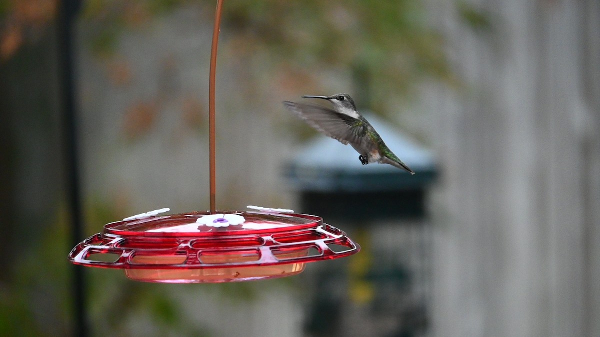 Ruby-throated Hummingbird - ML479693601